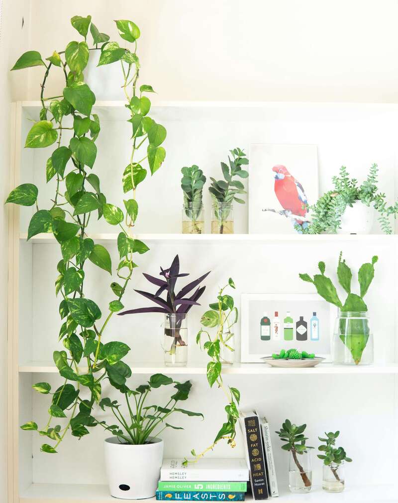 plants on a bookshelf indoors