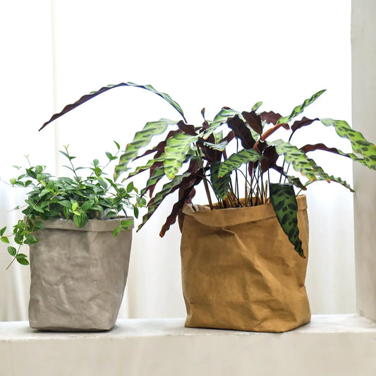 Storage Container for Vegetables, Bread, and Plants