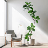 Bailikang 6ft Artificial Rubber Tree